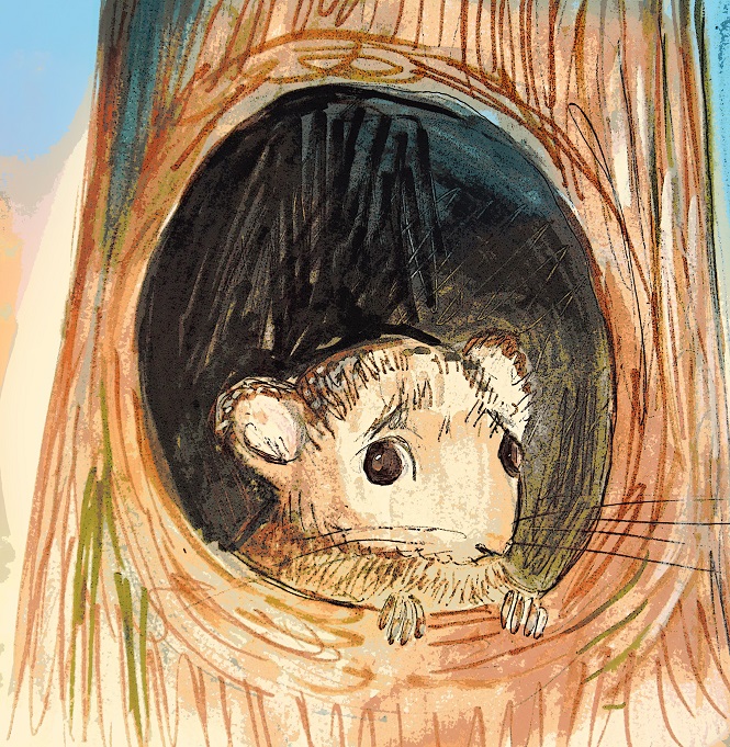 Dormouse image